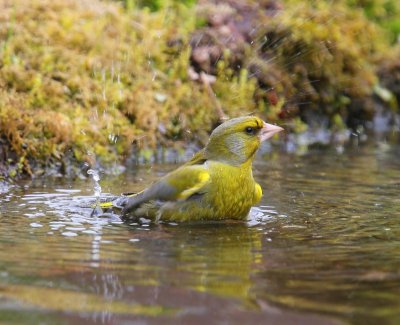 Groenling - European Grrenfinch
