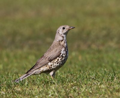 Grote lijster - Mistle Thrush