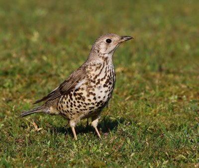 Grote lijster - Mistle Thrush