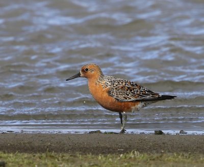 Kanoet - Red Knot