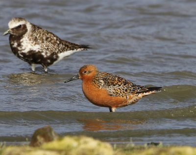 Kanoet - Red Knot