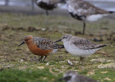 Kanoeten - Red Knots