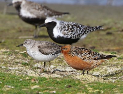 Kanoeten - Red Knots