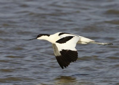 Kluut - Pied Avocet