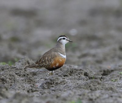 Morinelplevier - Eurasian Dotterel