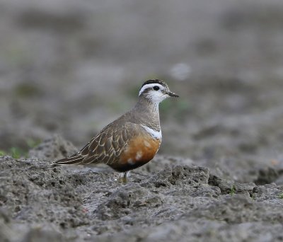 Morinelplevier - Eurasian Dotterel