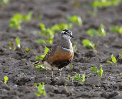 Morinelplevier - Eurasian Dotterel