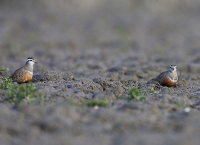 Morinelplevieren - Eurasian Dotterels