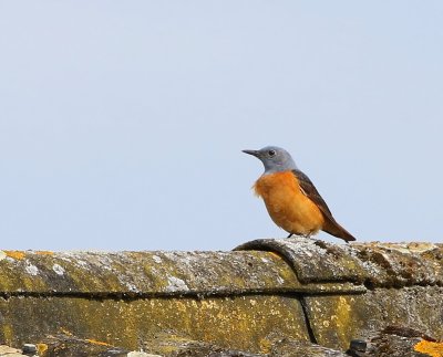 Rode Rotslijster - Rufous-tailed Rock Thrush