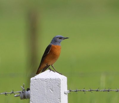 Rode Rotslijster - Rufous-tailed Rock Thrush