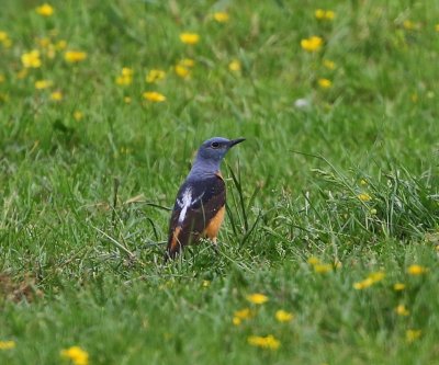 Rode Rotslijster - Rufous-tailed Rock Thrush