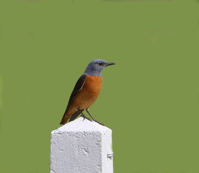 Rode Rotslijster - Rufous-tailed Rock Thrush