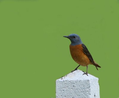 Rode Rotslijster - Rufous-tailed Rock Thrush