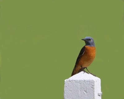 Rode Rotslijster - Rufous-tailed Rock Thrush