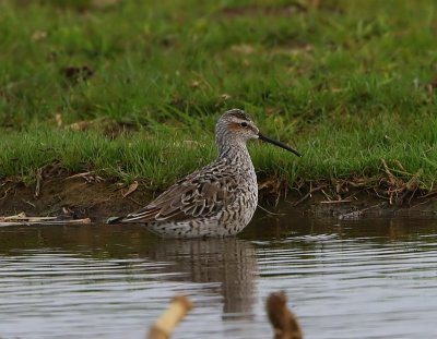 Steltstrandloper - Stilt Sandpiper