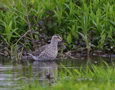 Steltstrandloper - Stilt Sandpiper