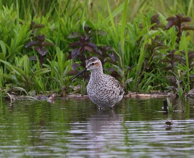 Steltstrandloper - Stilt Sandpiper