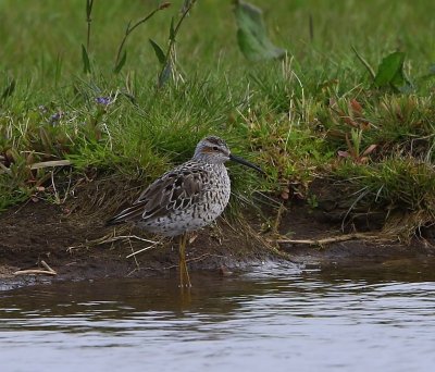 Steltstrandloper - Stilt Sandpiper