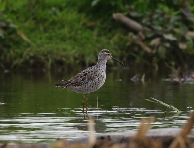 Steltstrandloper - Stilt Sandpiper