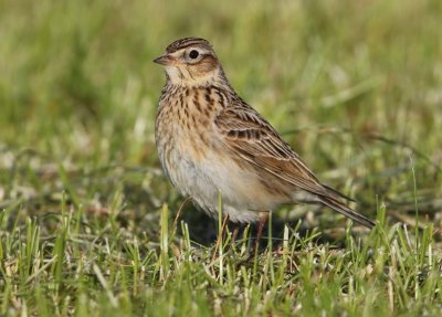 Veldleeuwerik - Eurasian Skylark