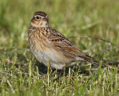 Veldleeuwerik - Eurasian Skylark