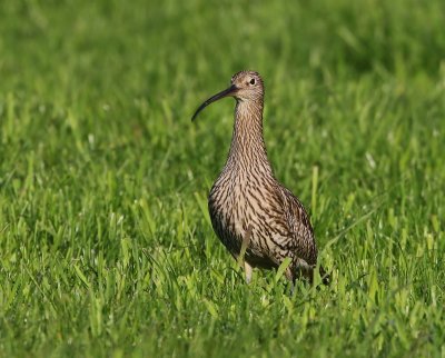 Wulp - Eurasian Curlew