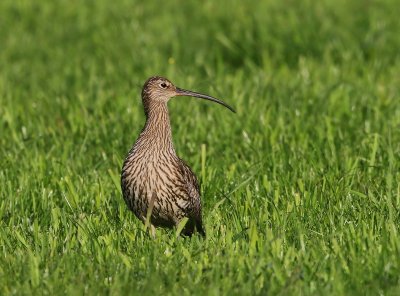 Wulp - Eurasian Curlew
