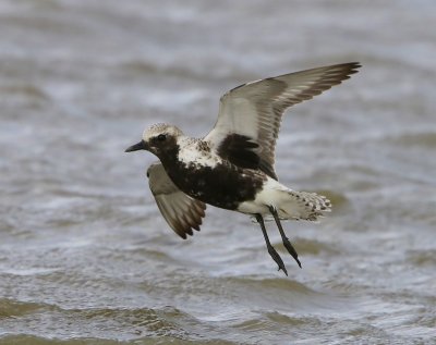 Zilverplevier - Grey Plover