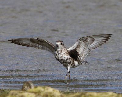 Zilverplevier - Grey Plover