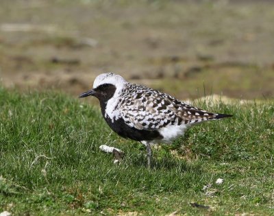 Zilverplevier - Grey Plover