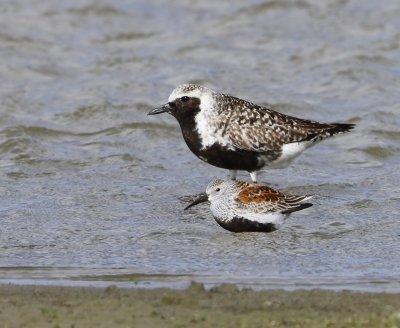 Zilverplevier - Grey Plover