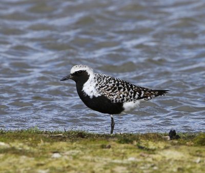 Zilverplevier - Grey Plover