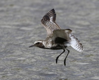 Zilverplevier - Grey Plover
