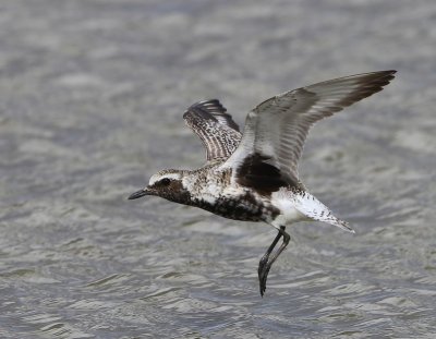 Zilverplevier - Grey Plover