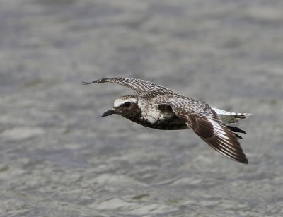 Zilverplevier - Grey Plover