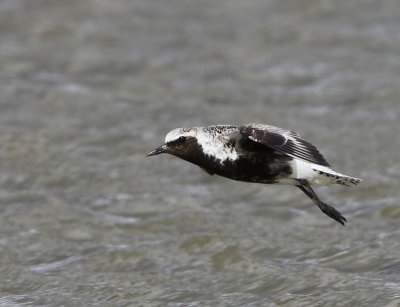 Zilverplevier - Grey Plover