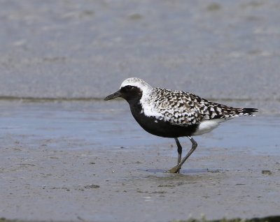 Zilverplevier - Grey Plover