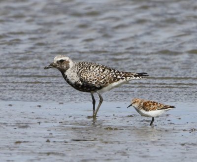 Zilverplevier - Grey Plover