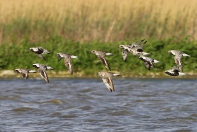 Zilverplevieren - Grey Plovers