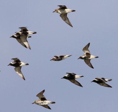Zilverplevieren - Grey Plovers