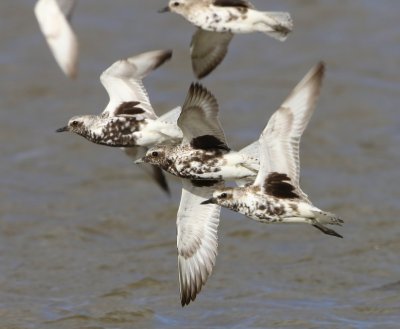 Zilverplevieren - Grey Plovers