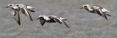 Zilverplevieren - Grey Plovers