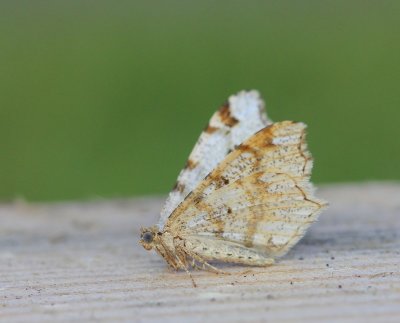 Klaverblaadje - Peacock Moth