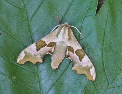 Lindepijlstaart - Lime Hawk-moth