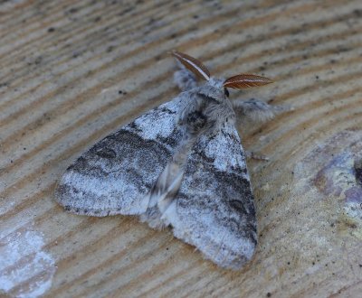 Meriansborstel - Pale Tussock