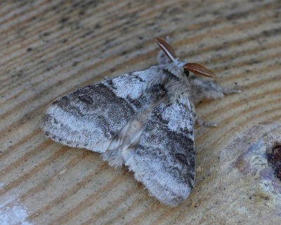 Meriansborstel - Pale Tussock