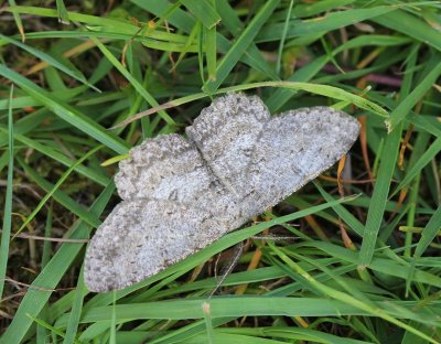 Ringspikkelspanner - Pale Oak Beauty