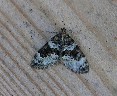 Schijn-sparspanner - Spruce Carpet