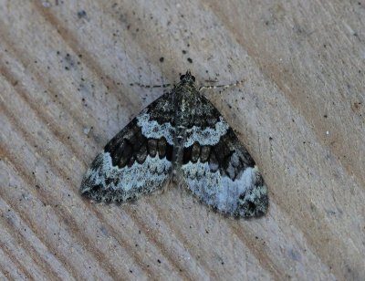 Schijn-sparspanner - Spruce Carpet