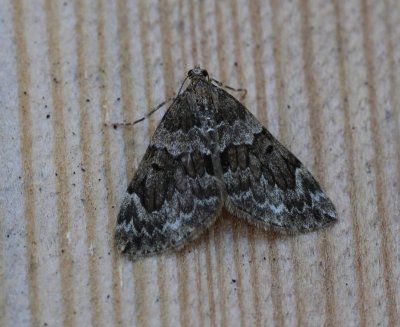 Schijn-sparspanner - Spruce Carpet